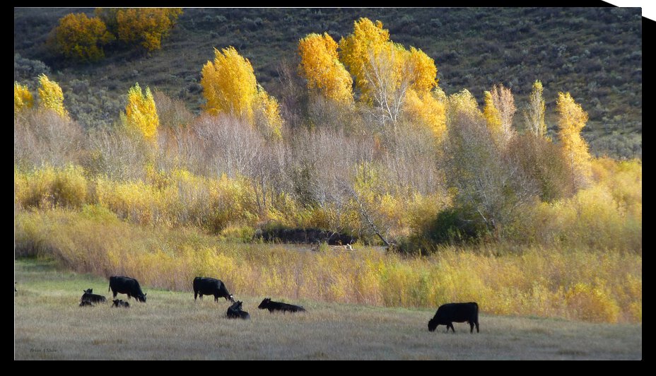 Angus and Aspens by Brian Shaw