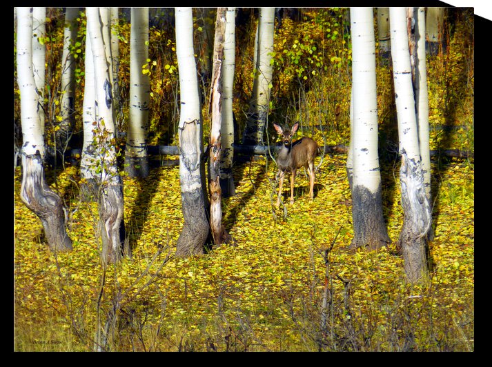 Baby Deer in Old Aspen Trees by Brian Shaw