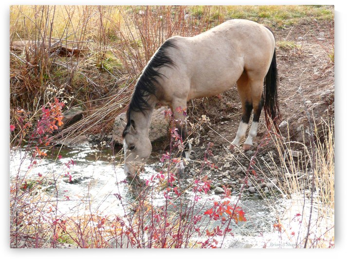 Horse Drink by Brian Shaw