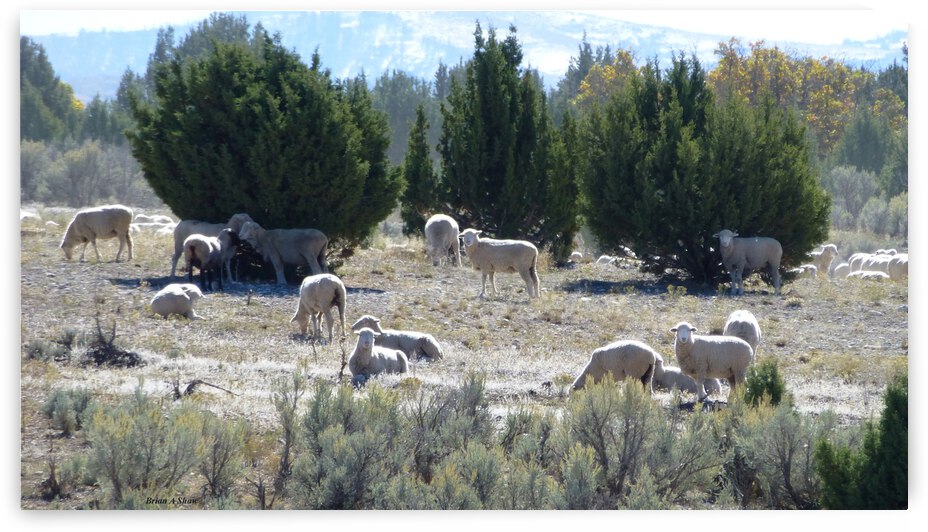 Sheep Juniper by Brian Shaw