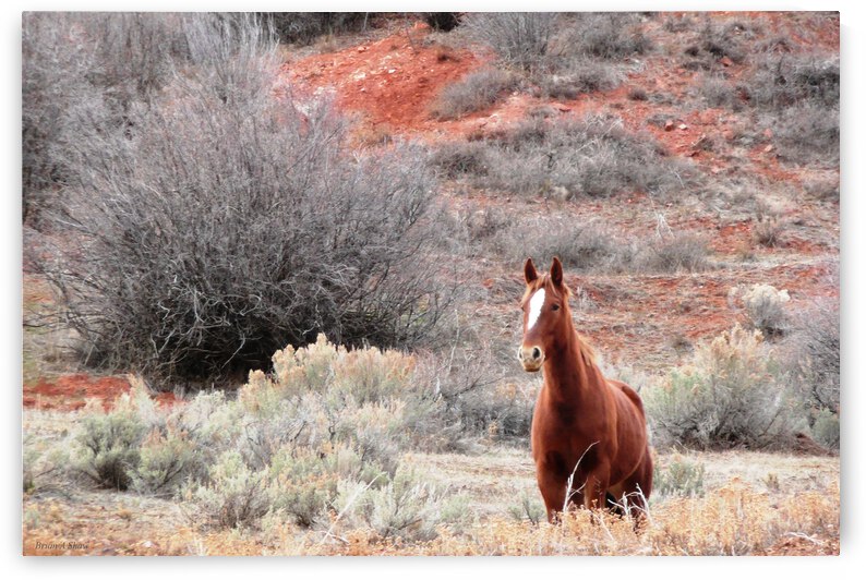 Star Horse in Red Clay by Brian Shaw