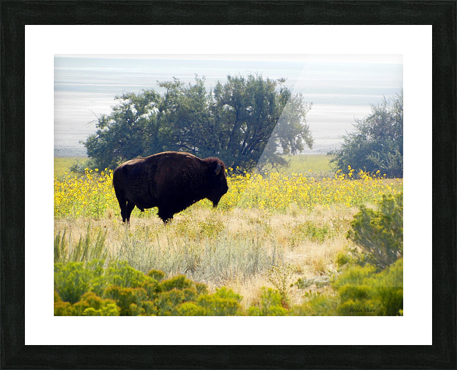 Buffalo Sunflowers Picture Frame print