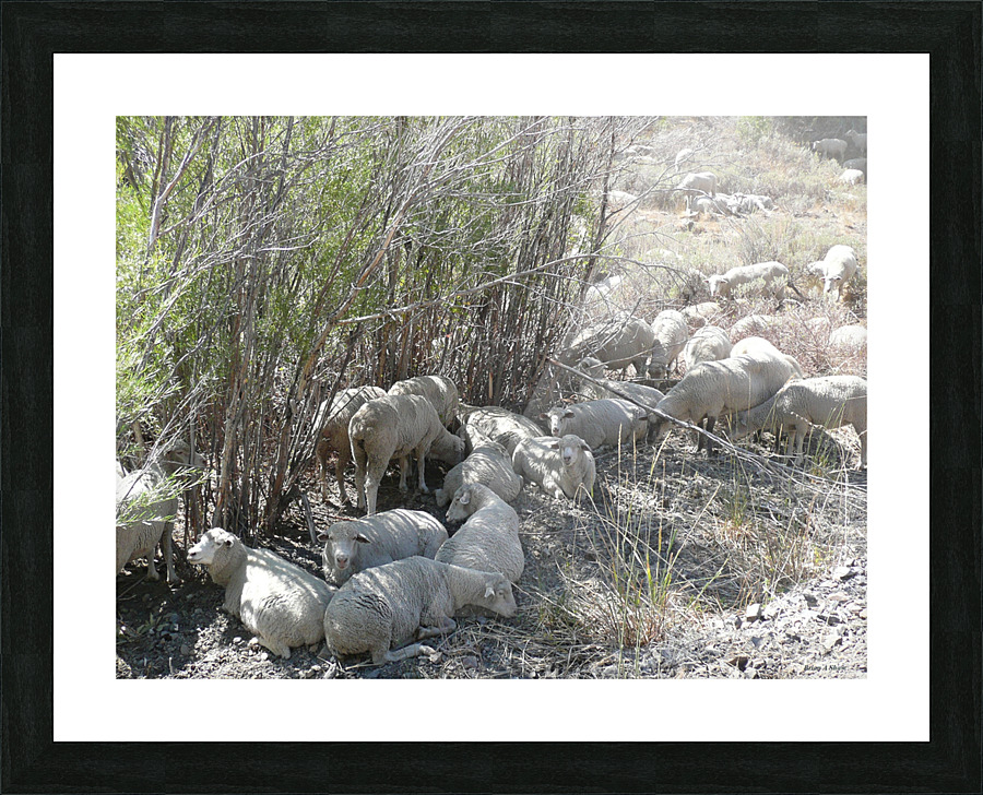 Sheep Huddle Picture Frame print