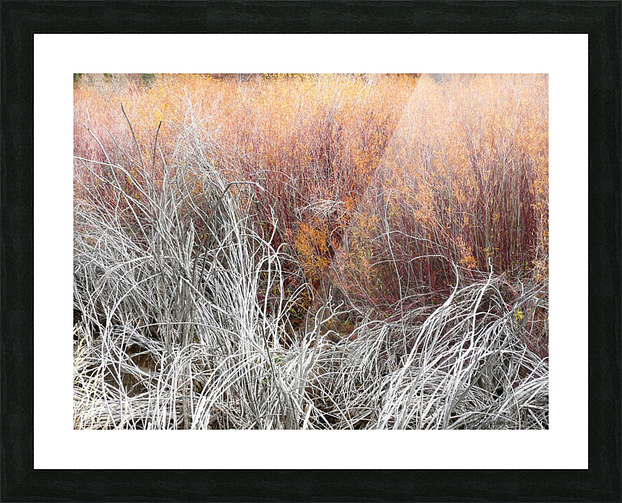 Willows Picture Frame print