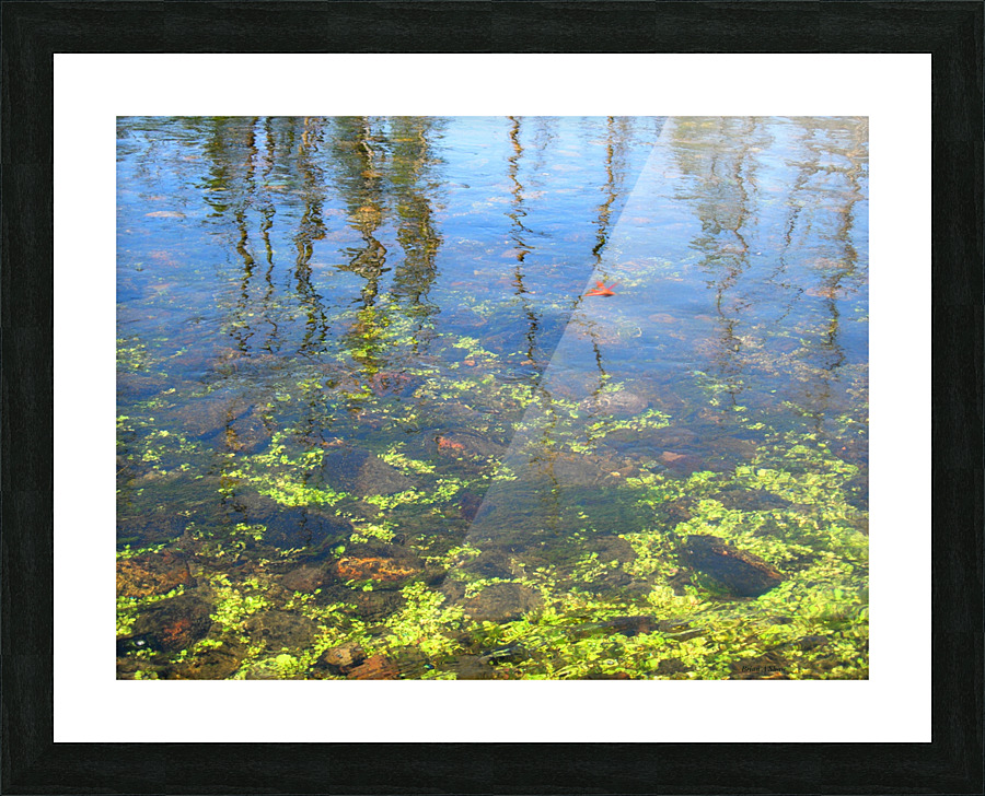 Dragonfly on the Madison Picture Frame print