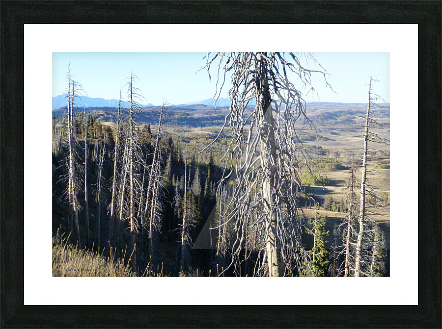 Gnarled Pine Overlook Picture Frame print