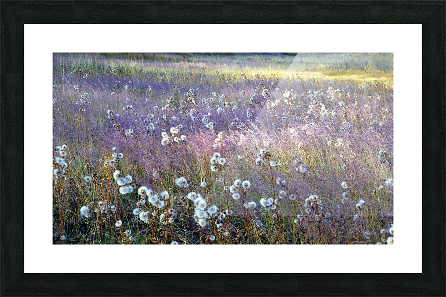 Dream Field Picture Frame print
