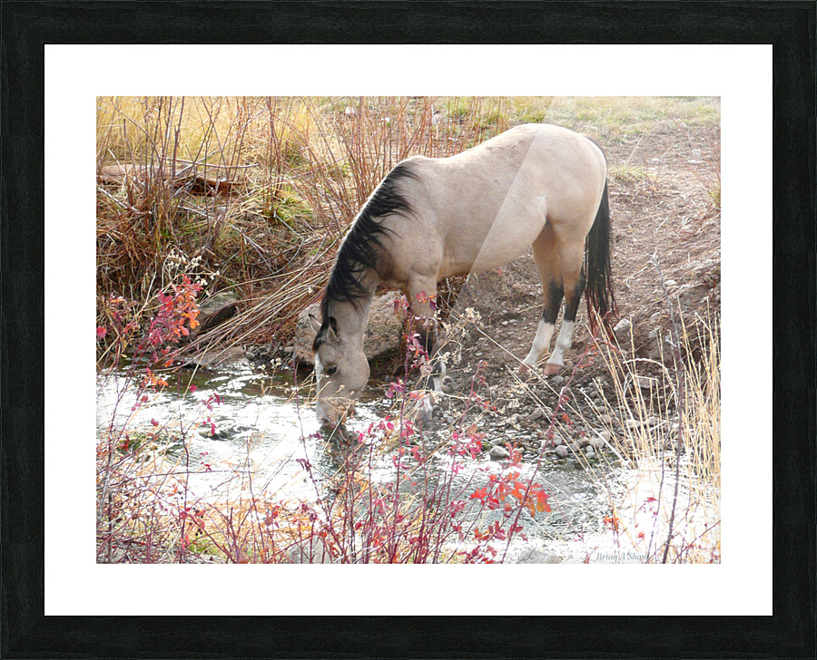 Horse Drink Picture Frame print