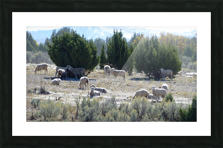Sheep Juniper Picture Frame print