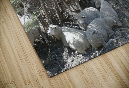 Sheep Huddle Brian Shaw puzzle