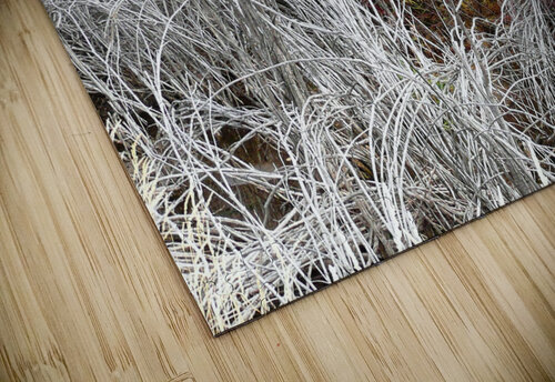 Willows Brian Shaw puzzle