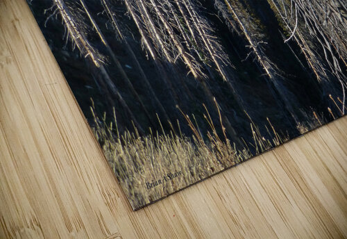 Gnarled Pine Overlook Brian Shaw puzzle
