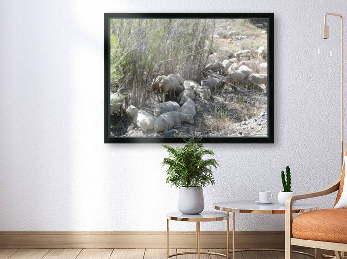 Sheep Huddle by Brian Shaw