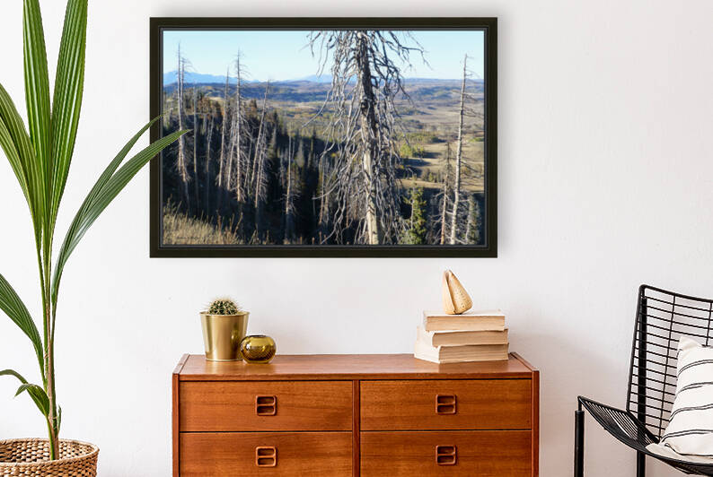 Gnarled Pine Overlook by Brian Shaw