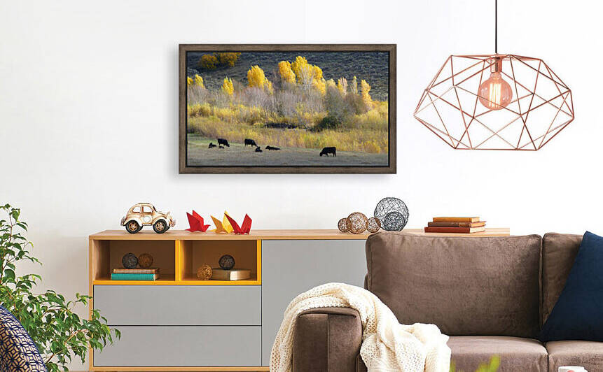 Angus and Aspens by Brian Shaw