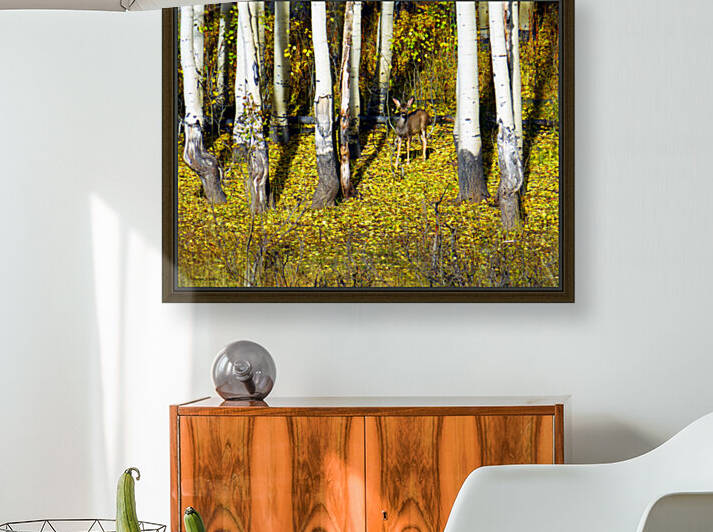 Baby Deer in Old Aspen Trees by Brian Shaw