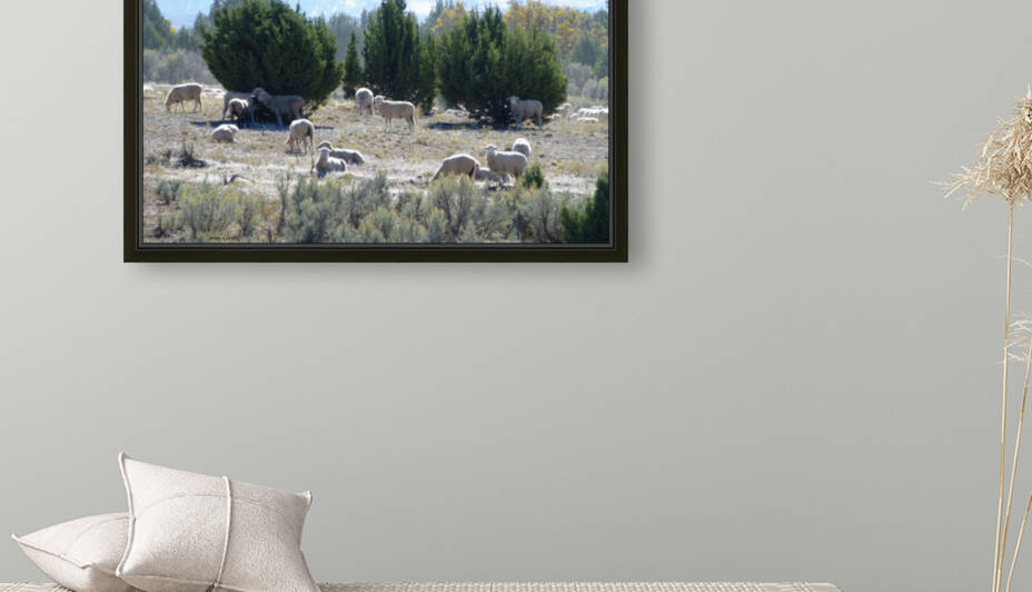 Sheep Juniper by Brian Shaw