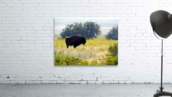 Buffalo Sunflowers Wall Preview