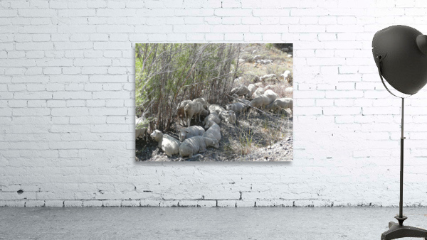 Sheep Huddle Wall Preview