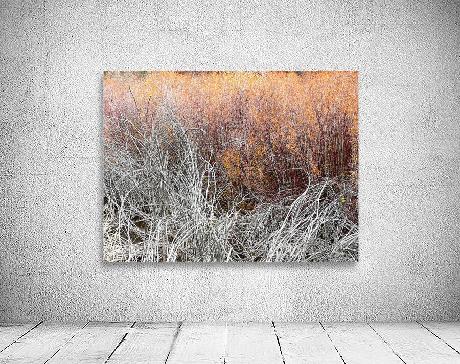 Willows Wall Preview