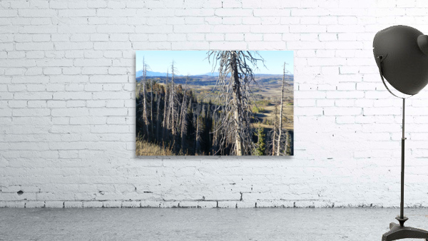 Gnarled Pine Overlook Wall Preview