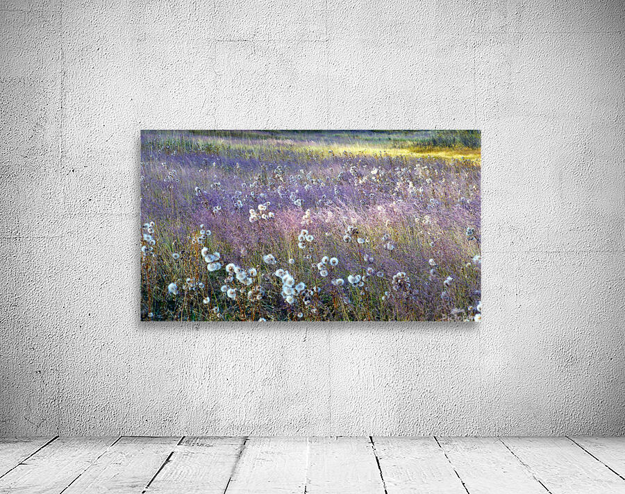 Dream Field Wall Preview