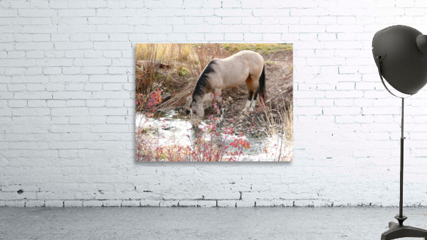 Horse Drink Wall Preview