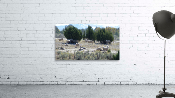 Sheep Juniper Wall Preview