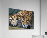 La force  Acrylic Print