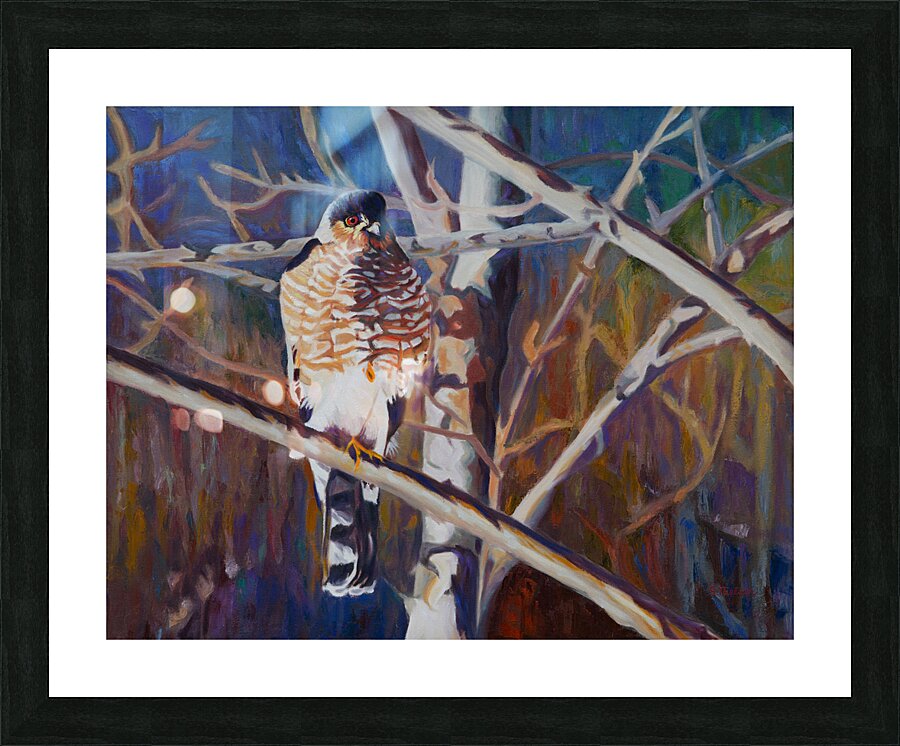 Coopers Hawk Picture Frame print