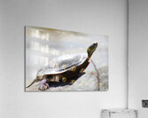 Sunning Turtle Acrylic Print
