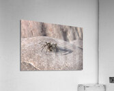 Sunning Spider Acrylic Print