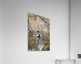 Swimming together Acrylic Print