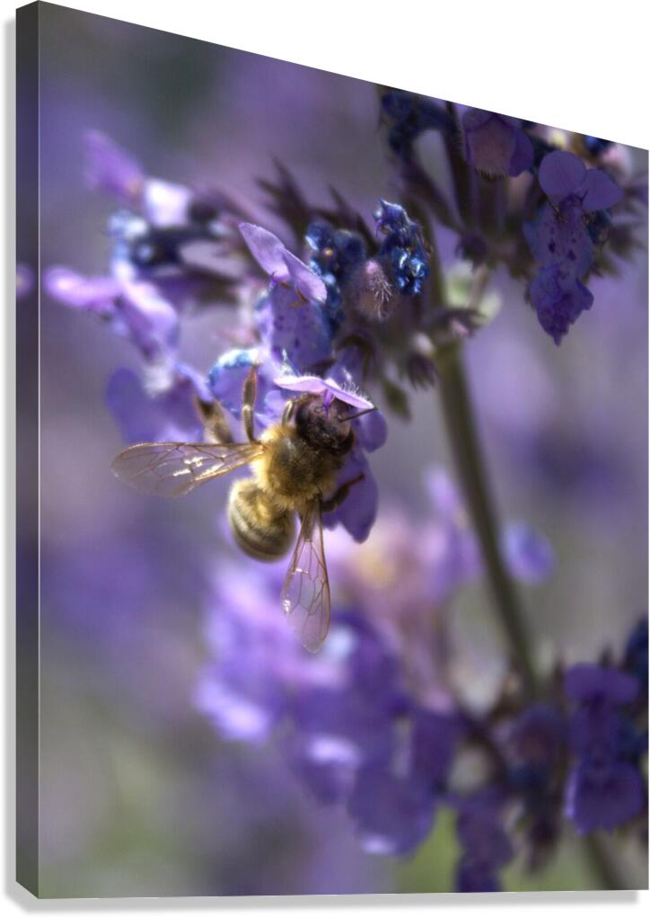 Morning Breakfast Canvas Print