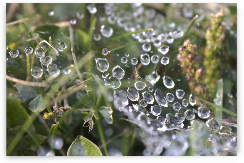 Webbed droplets by Dustin Rogers