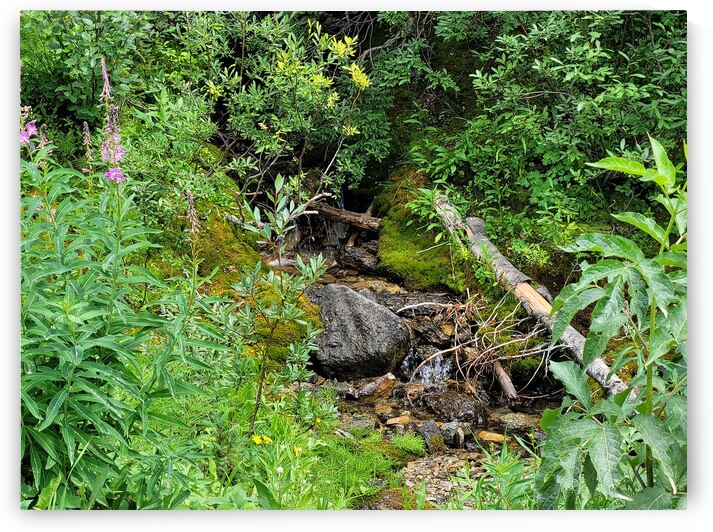 Quiet trickle by Dustin Rogers