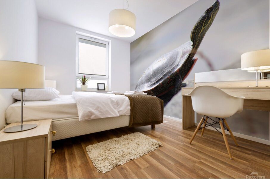 Sunning Turtle Mural print