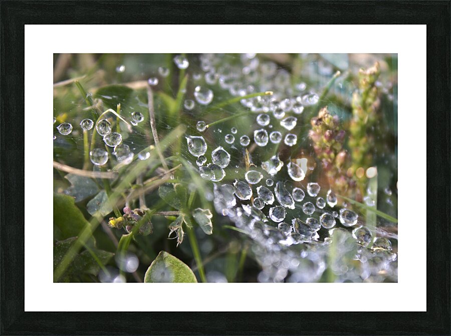 Webbed droplets Picture Frame print
