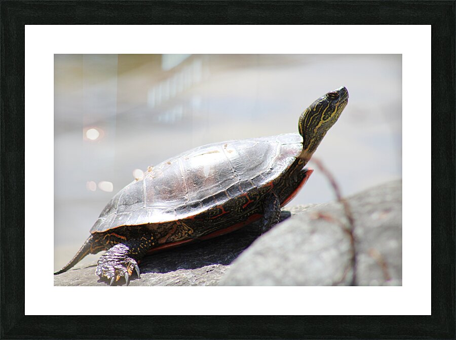 Sunning Turtle Picture Frame print