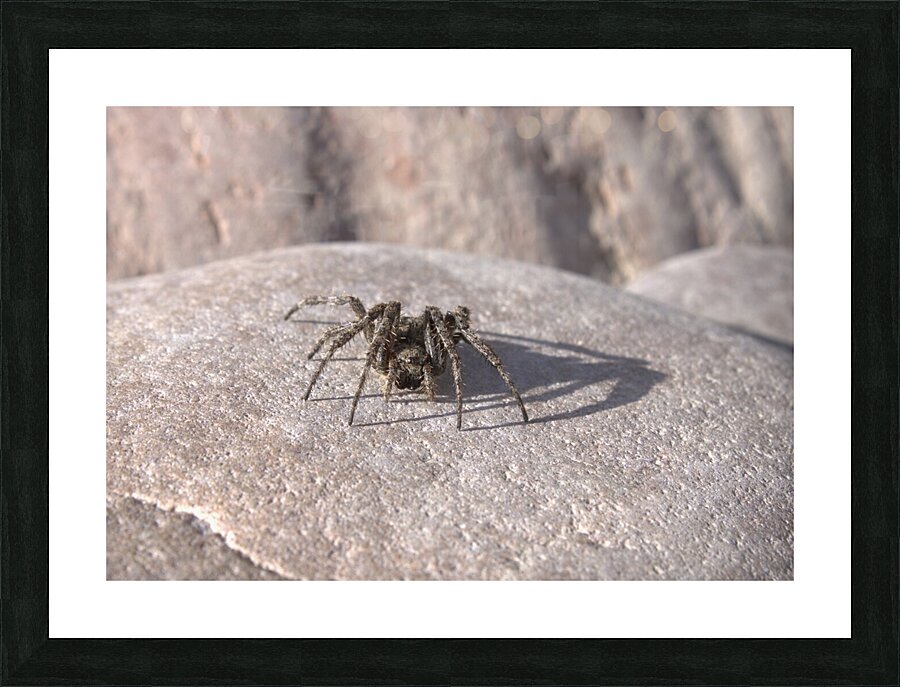 Sunning Spider Picture Frame print