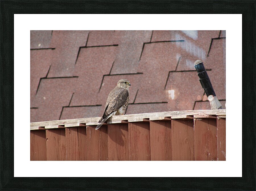I pose for you Picture Frame print