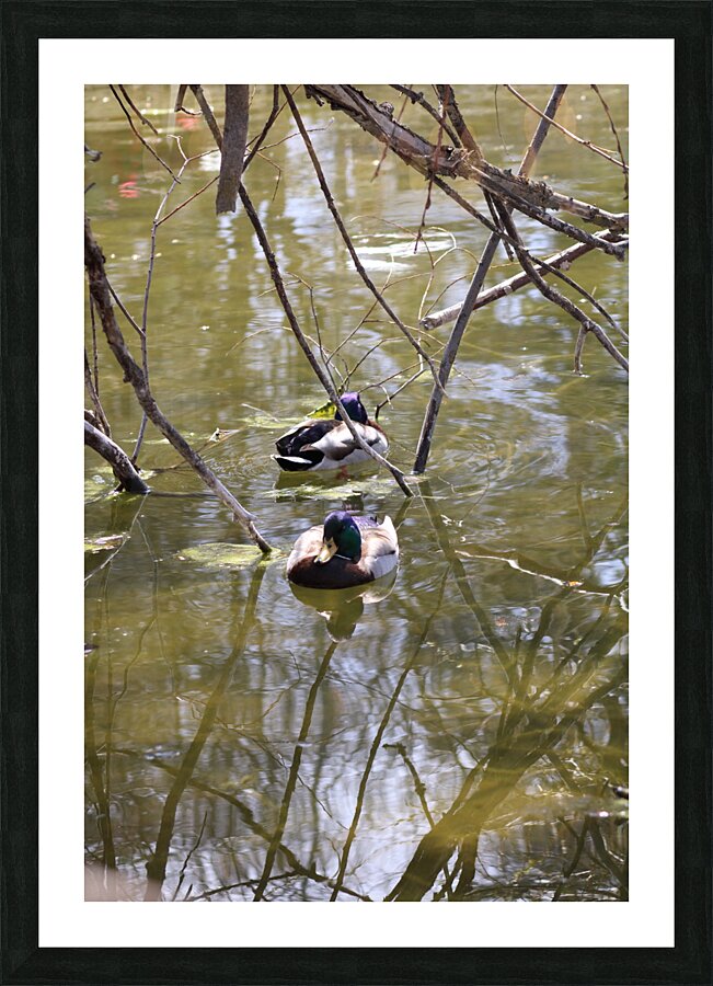 Swimming together Picture Frame print
