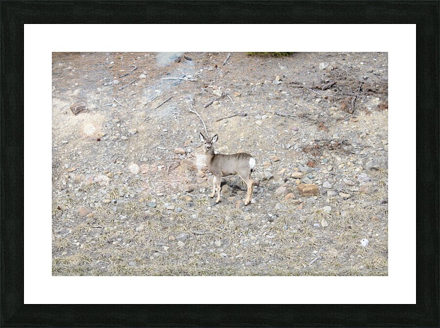Look closely Picture Frame print