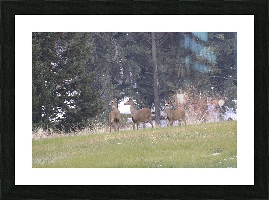 3 deer Picture Frame print