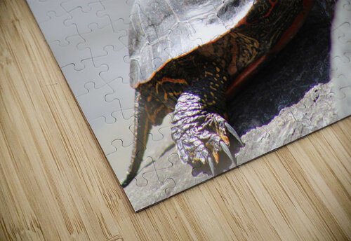Sunning Turtle Dustin Rogers puzzle