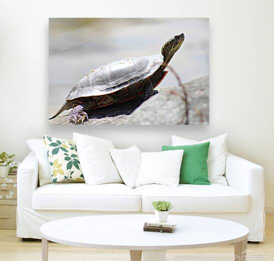Sunning Turtle Reproduction