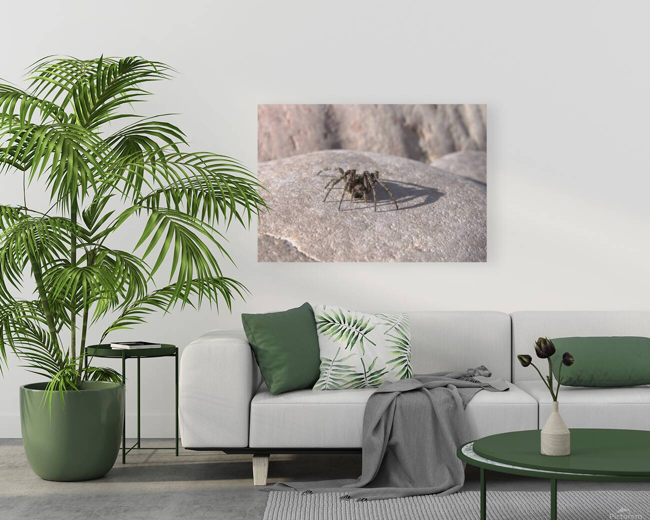 Sunning Spider Reproduction