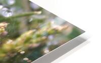 Webbed droplets HD Metal print