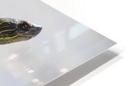 Sunning Turtle HD Metal print