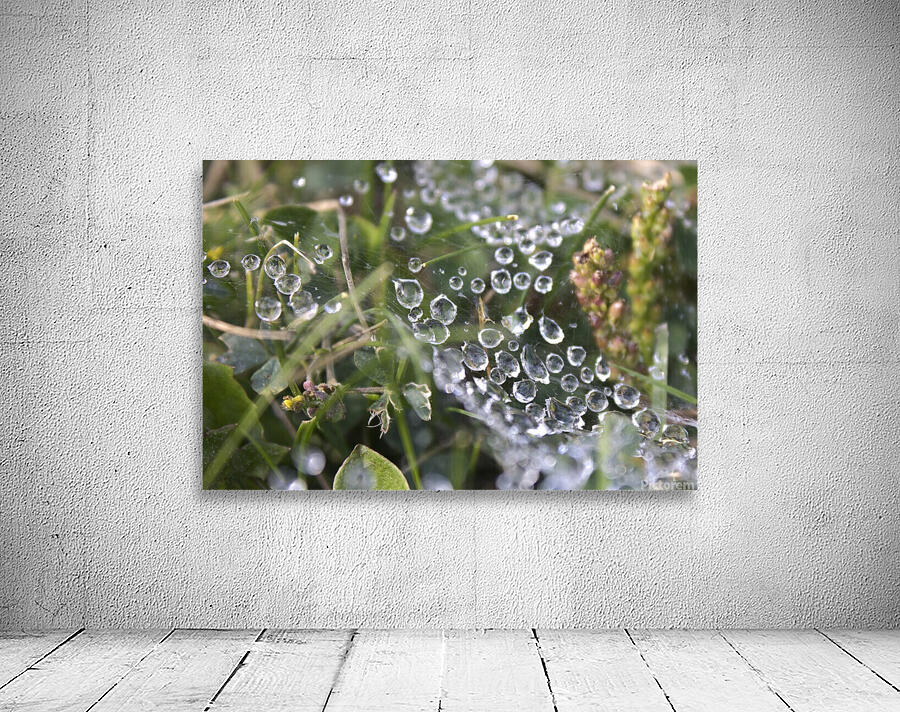 Webbed droplets Wall Preview